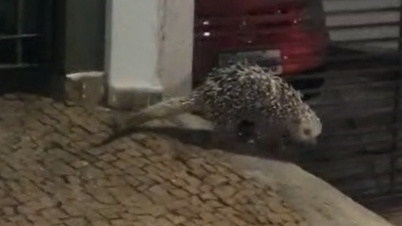 Porco-espinho é resgatado em área urbana no bairro Jardim das Palmeiras