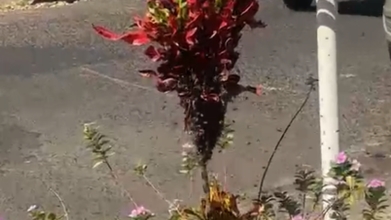 Enxame de abelhas é capturado pelos Bombeiros no bairro Nossa Senhora Aparecida, em Uberlândia