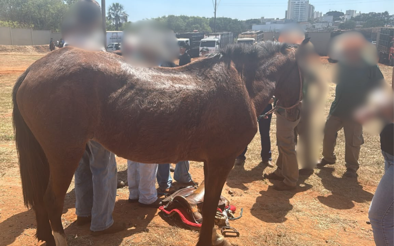 Polícia Civil recupera cavalos furtados e conduz três adolescentes durante a Cavalgada Camaru