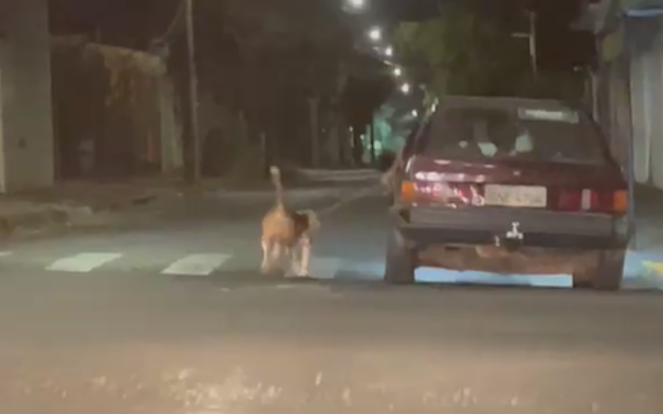Vídeo flagra motorista arrastando cachorro amarrado a carro no bairro Saraiva, em Uberlândia