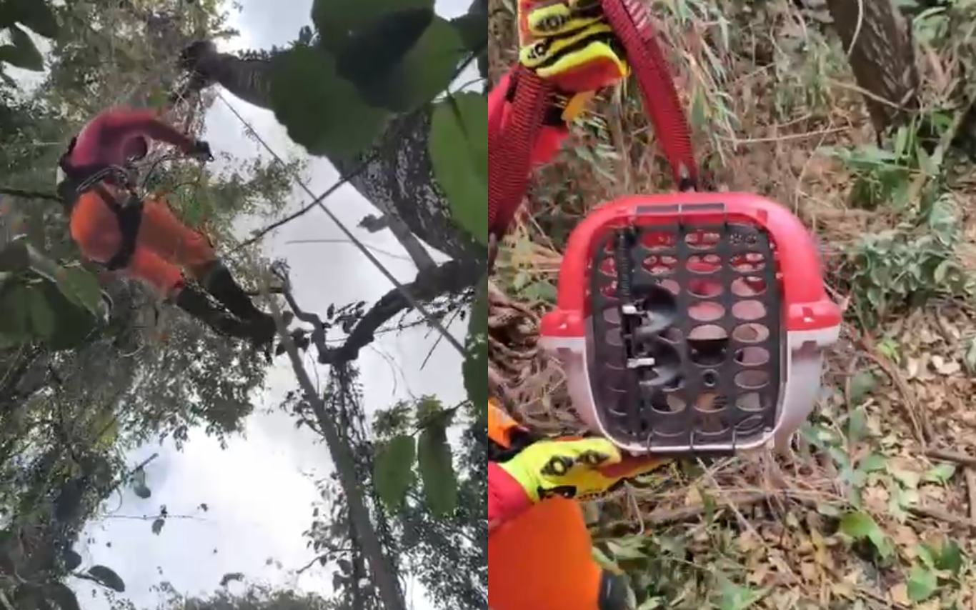 Bombeiros resgatam gato preso a 11 metros de altura em árvore de Patrocínio