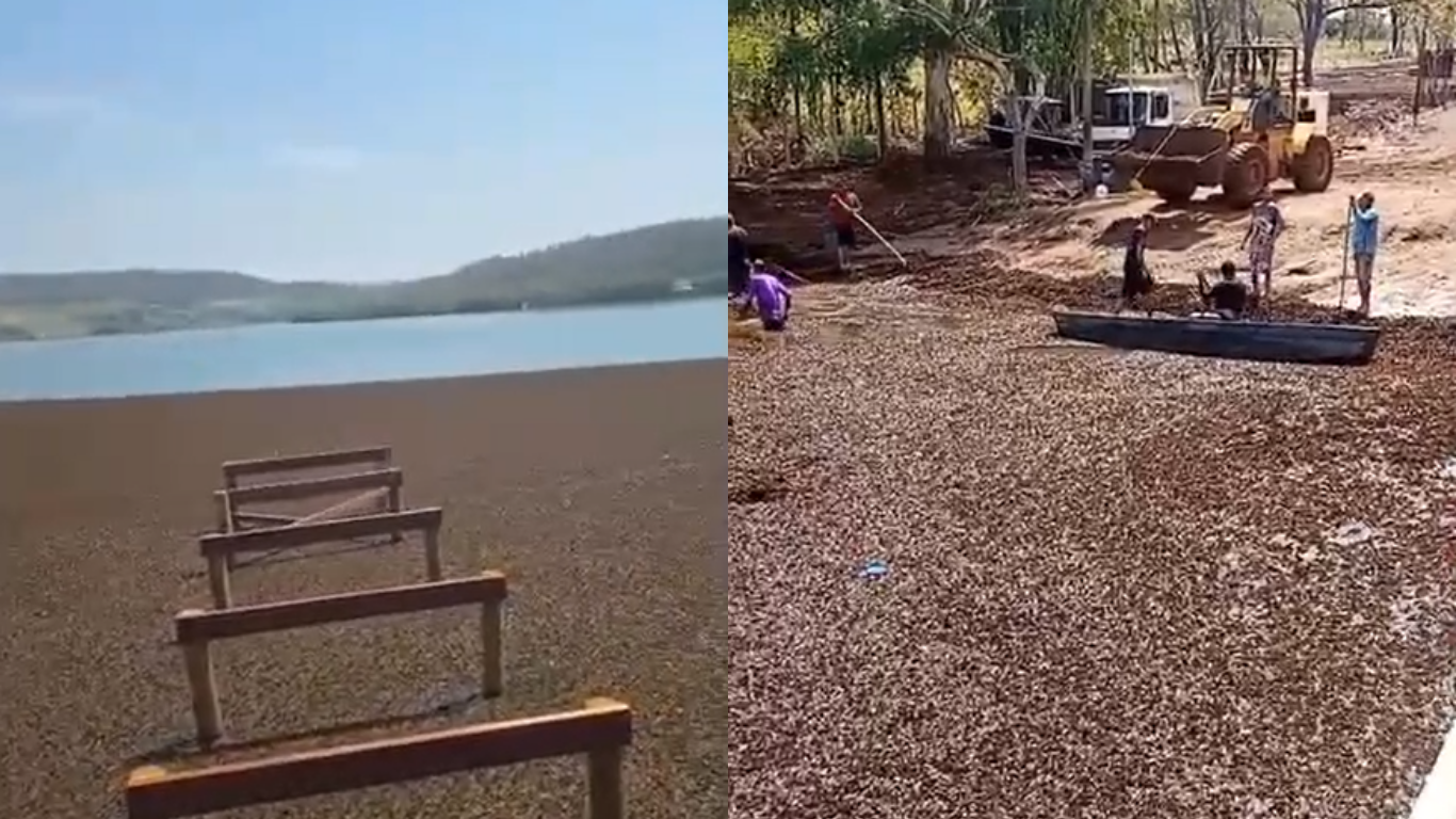 Invasão de plantas aquáticas no Rio Araguari ameaça abastecimento de água de 300 mil pessoas em Uberlândia