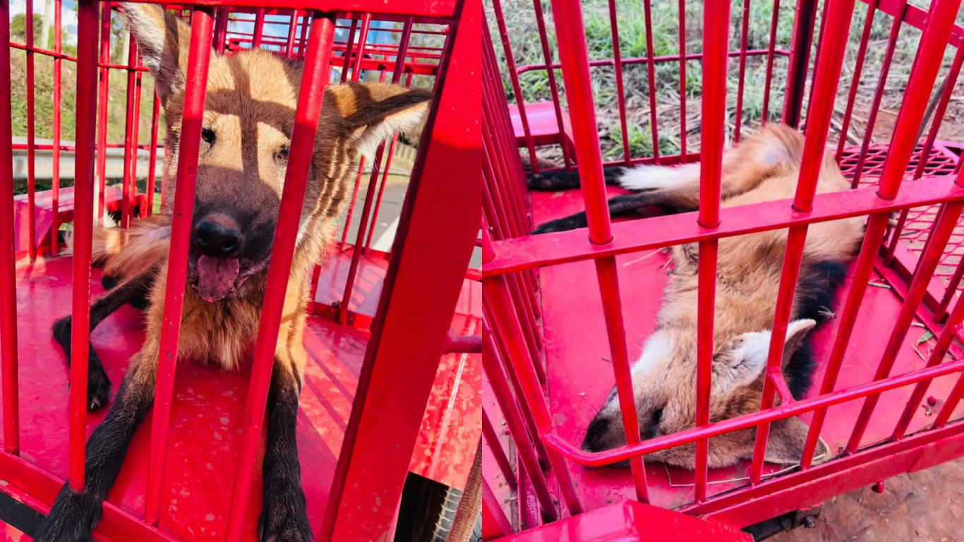 Lobo-guará debilitado é resgatado pelo Corpo de Bombeiros em Sacramento