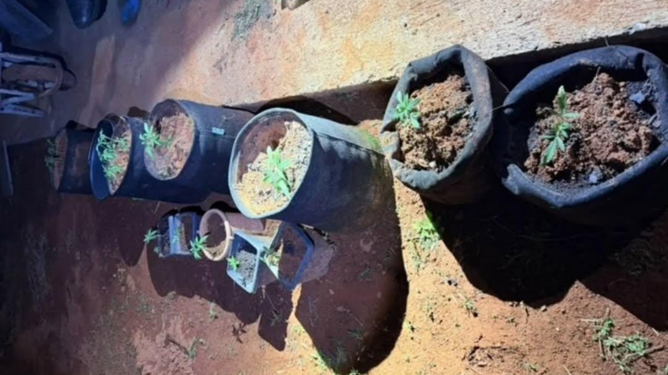 Mulher é presa com 56 pés de maconha cultivados em chácara na região da Fazenda Barreiro, em Patos de Minas