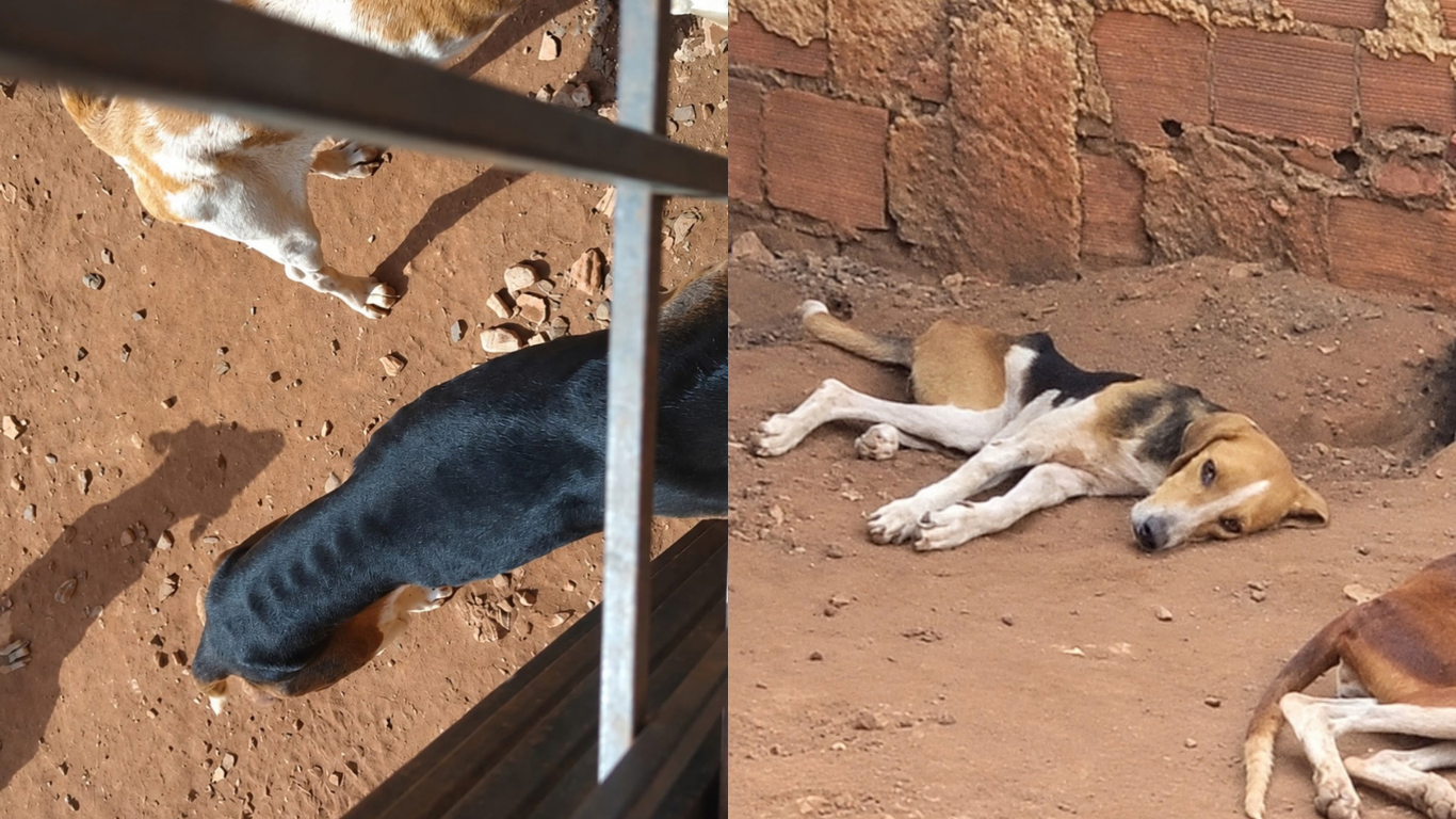 Polícia Civil resgata cães de caça em situação de maus-tratos em canil clandestino no bairro Lagoinha, em Uberlândia