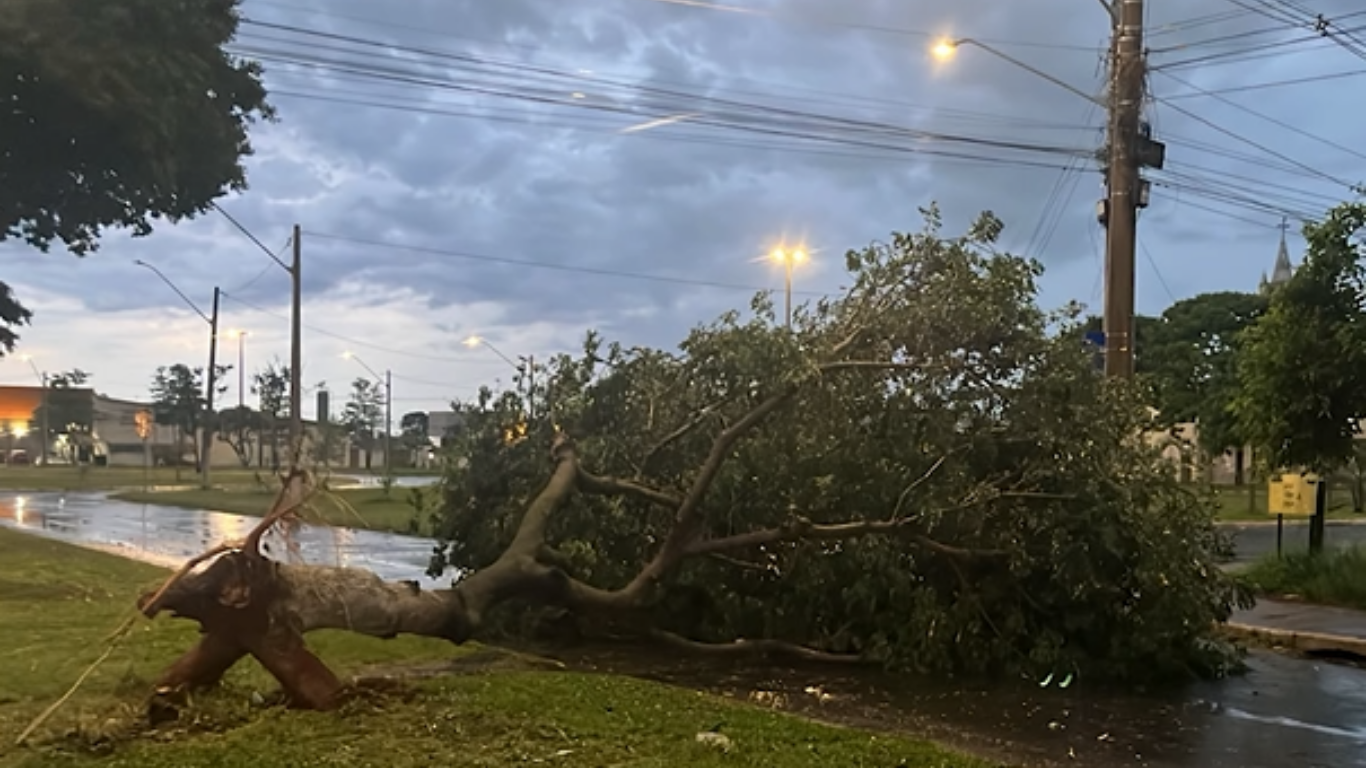 Temporal com ventos de até 52 km/h derruba árvores, causa estragos e afeta o trânsito em Uberlândia