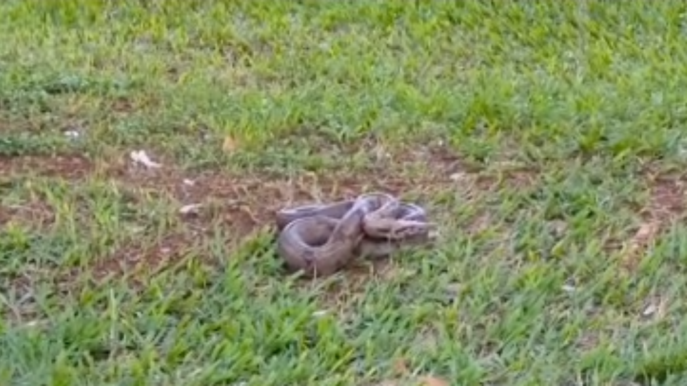 Jiboia é encontrada na Praça Clarimundo Carneiro e atrai curiosos no Centro de Uberlândia