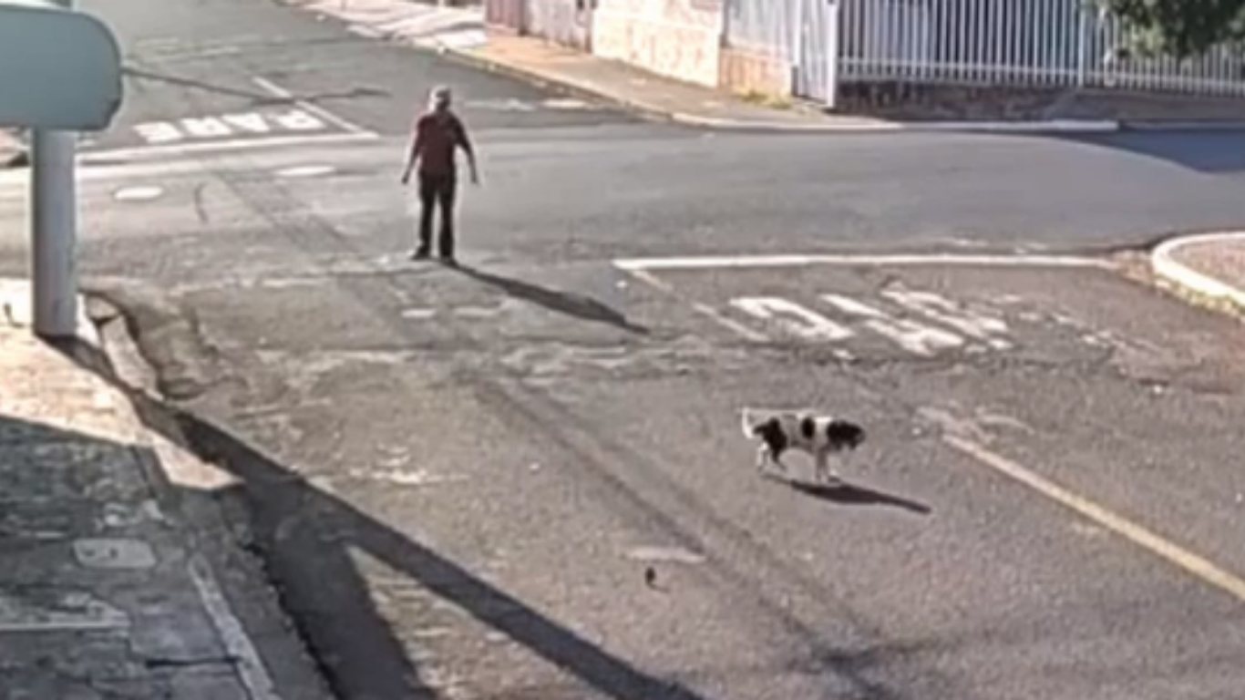 Cachorro é agredido a pedrada em Uberaba
