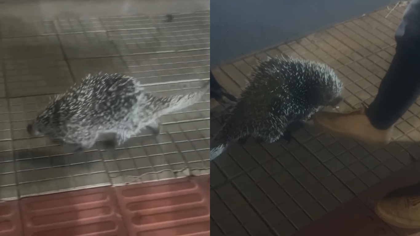 Porco-espinho 'passeia' por calçada e entra em supermercado no Bairro Tibery, em Uberlândia