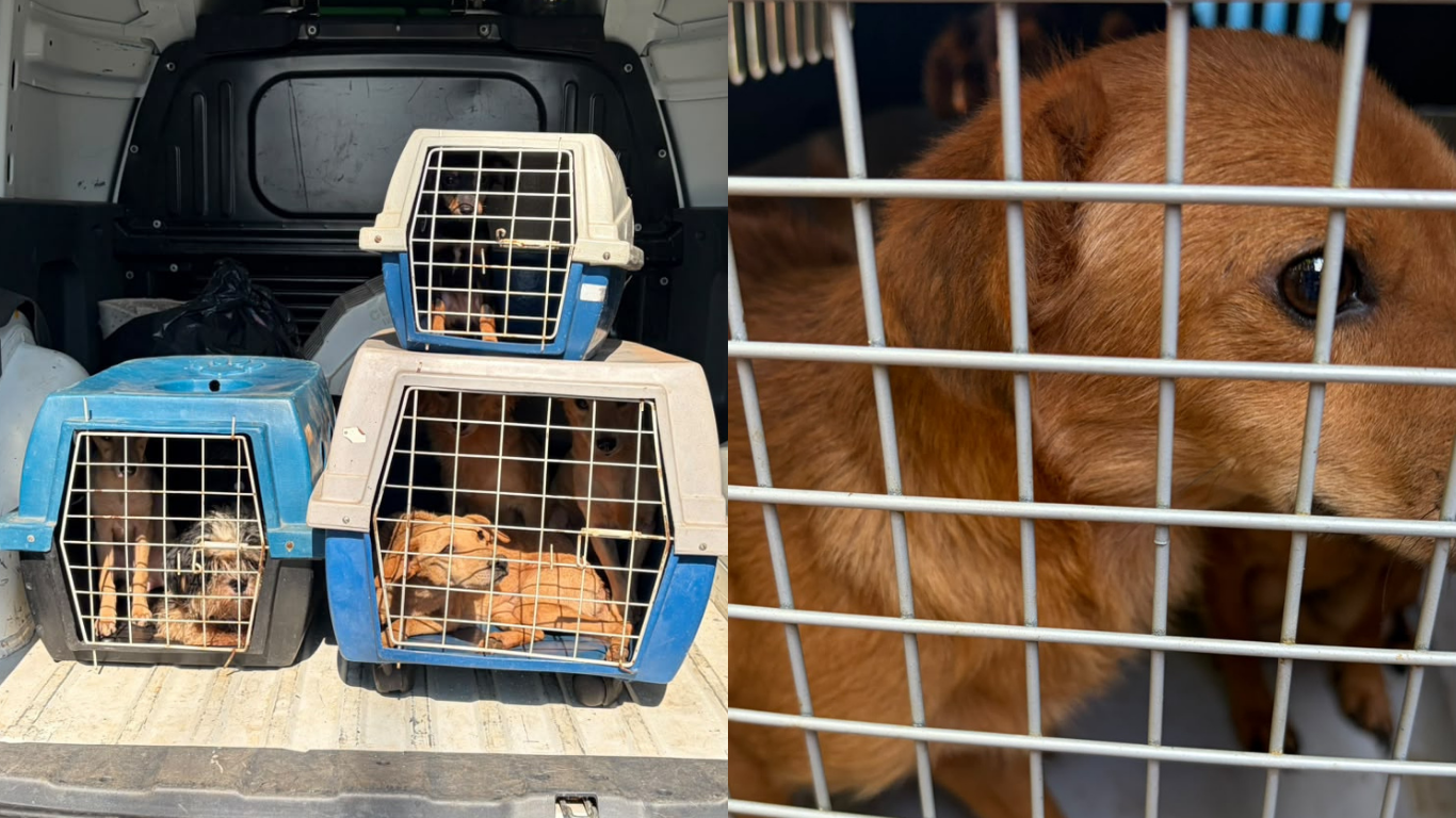 PCMG resgata 12 cães durante investigação de maus-tratos a animais em Uberlândia