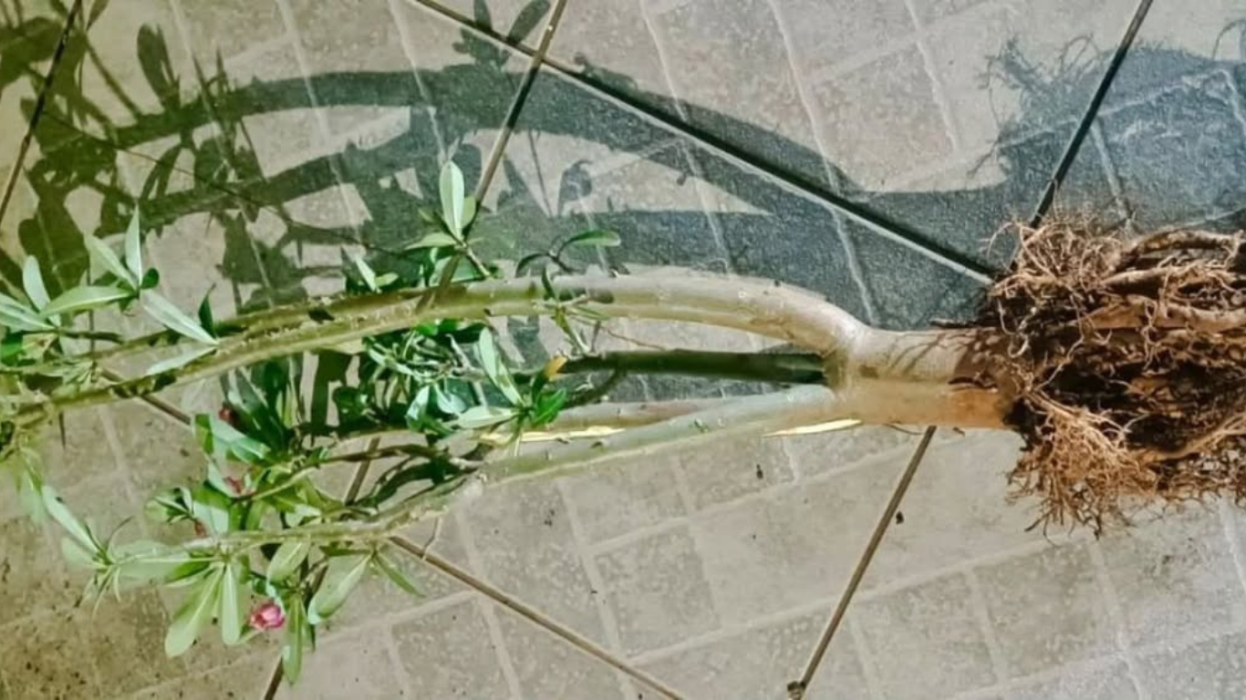 Homem de 56 anos é preso após furtar flor-do-deserto para trocar por drogas em Patos de Minas