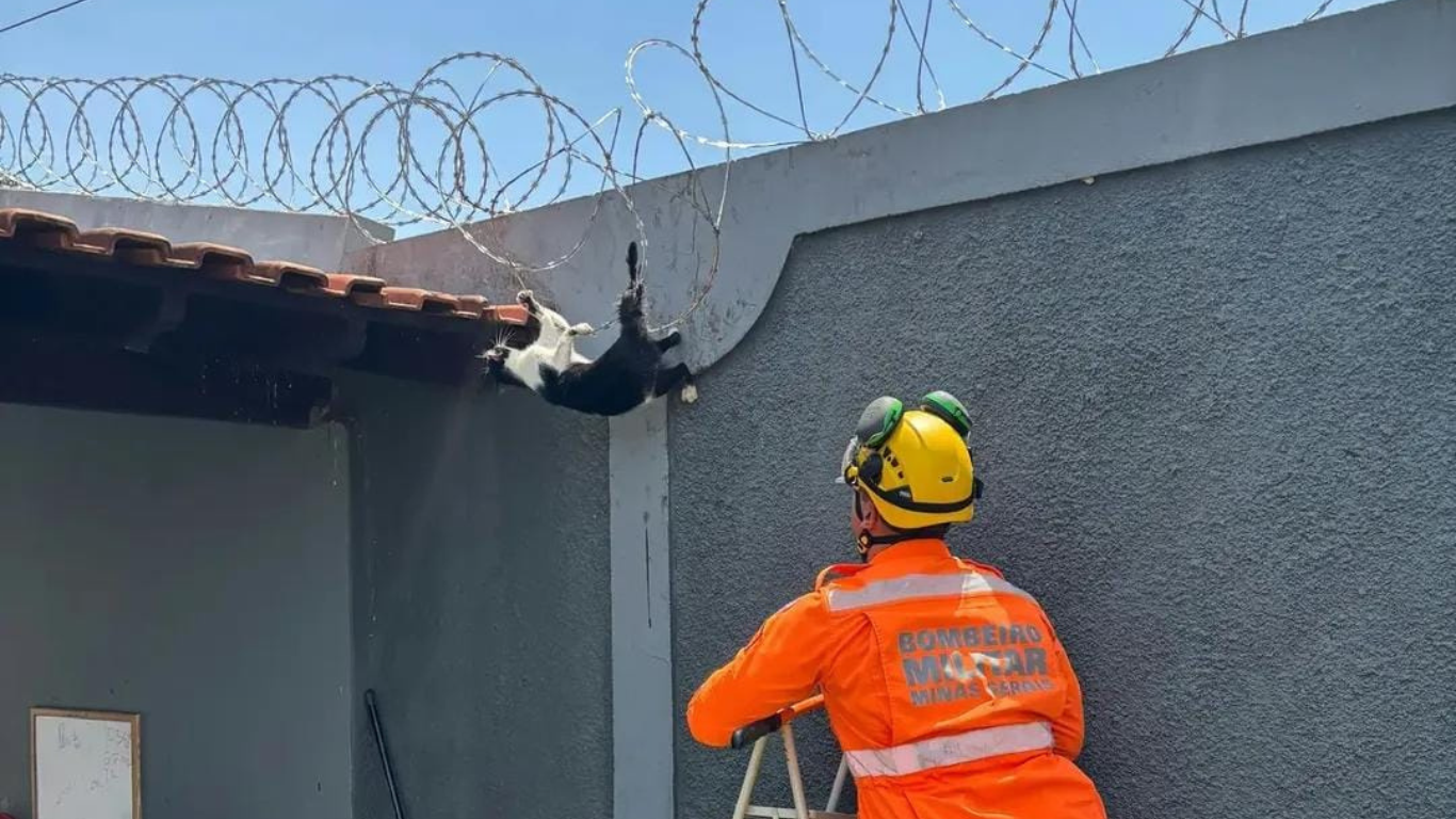 Corpo de Bombeiros resgata gato preso em concertina no Centro de Ituiutaba